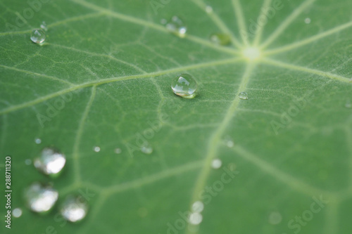 Raindrops on a sheet of nasturtium. Background image with reduced contrast. Close-up