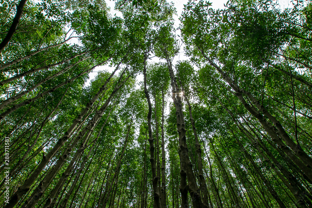 Fototapeta premium Mangrove forest in Thailand, Roots of mangrove forest tree