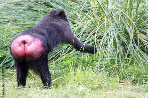 Slika na platnu Monkey showing red bottom