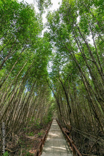 Mangrove forest in Thailand, Roots of mangrove forest tree
