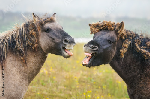Two wild Konik horses yawning, looks like talking and laughing, entangled burrs Fototapete