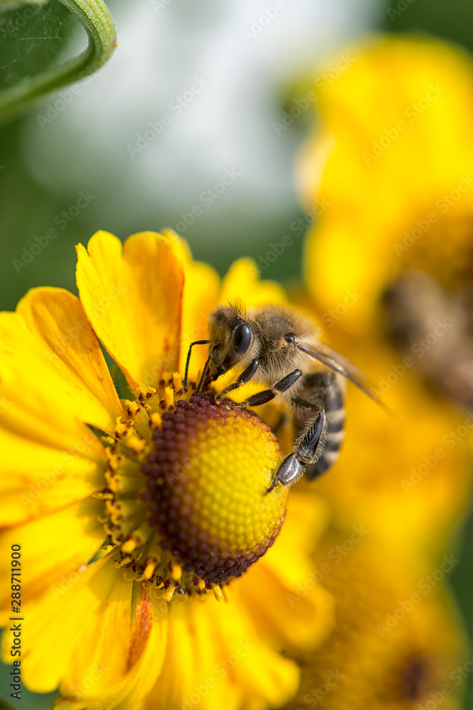Nahaufnahme einer Sonnenbraut ( Helenium ) Blüte zum Ende des Sommers mit fleißiger Biene. Nahaufnahme einer Sonnenbraut ( Helenium ) Blüte zum Ende des Sommers mit fleißiger Biene.