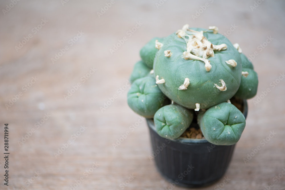 Naklejka premium Lophophora cactus in flower pot