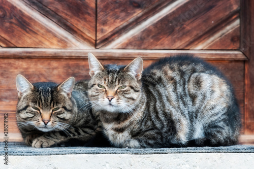 Zwei Katzen eng nebeneinander vor der Haustür, in hoffnungsvoller Erwartung auf Ihre Dosenöffner. .Auch wieder Teil der Fotoserie 