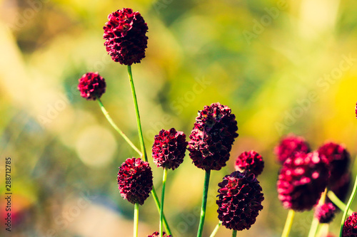 Sanguisorba officinalis or Great Burnet flowers in the summer meadow. photo