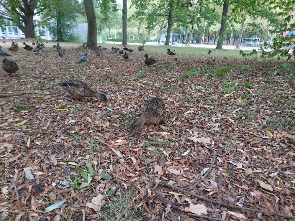 Natur. Hannover. Park. Enten. Natur. Hannover. Park. Enten.