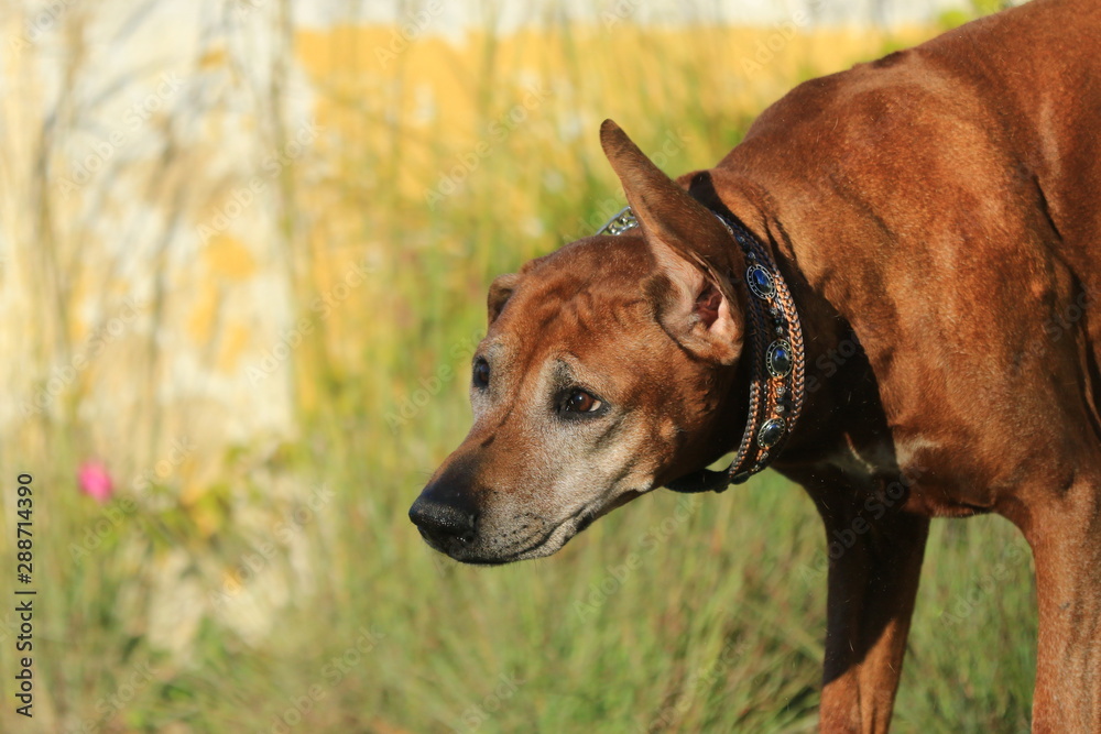 Rhodesian Ridgeback mit einem fliegenden Ohr