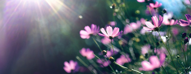 Papier peint photo Établissements de soins Wild purple cosmos flowers in meadow in rays of sunlight on nature macro on dark green background with copy space, soft focus, beautiful bokeh.  © Laura Pashkevich
