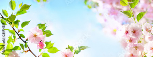 Natural spring floral colorful background banner format. Beautiful branch blossoming cherry soft focus, blue sky, white clouds, sunny day, macro. Gentle pink flower sakura in nature, copy space. © Laura Pashkevich