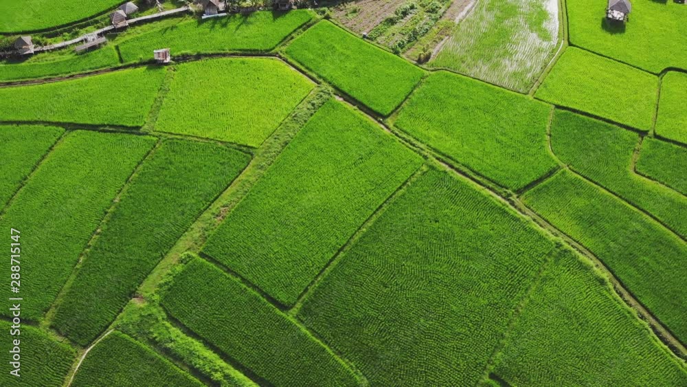 Aerial view The rice fields in the greenery The rice fields are square, so are the patterns. Aerial view The rice fields in the greenery The rice fields are square, so are the patterns.