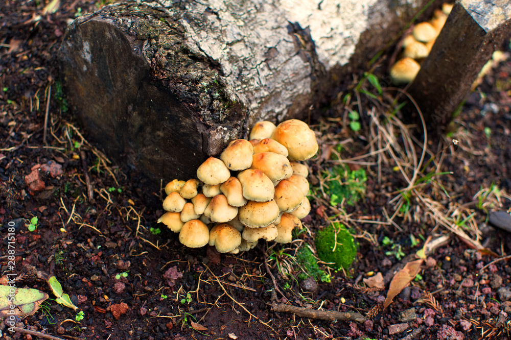 Mushrooms in the Forest - Azores Mushrooms in the Forest - Azores