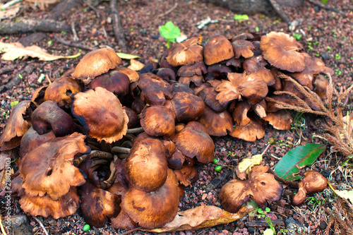 Mushrooms in the Forest - Azores