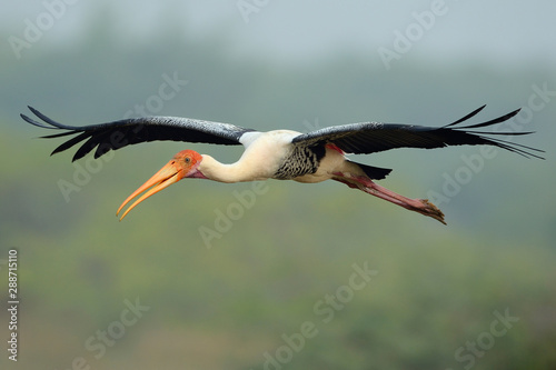 Close up of painted stork flying mid air