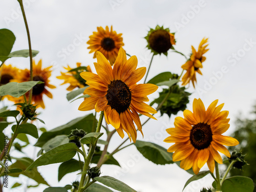 (Helianthus annuus) Sonnenblumen sind fur Bienen und Hummeln ein wichtiger Nektar- und Pollenlieferant 