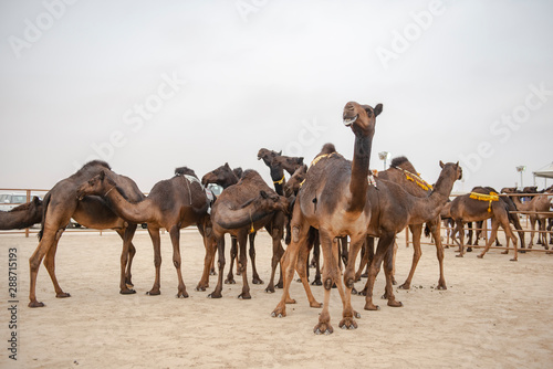 Female camels gathered together