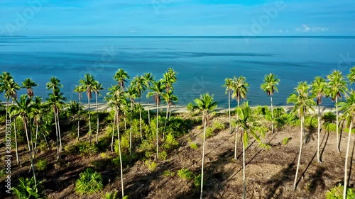 Aerial view of tropical beach with palm trees in Philippines