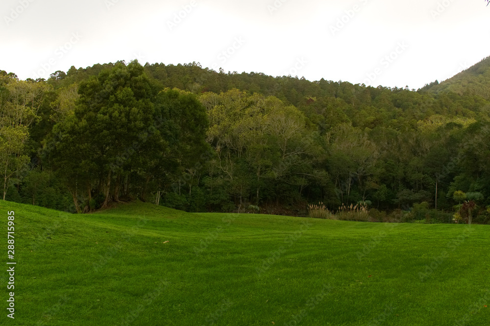 Forest - Azores