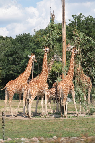 Giraffen beim Fressen