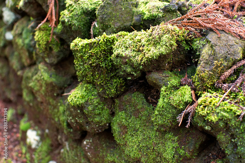 Stone Wall in the Forest - Azores