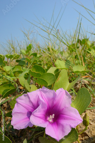 Beach Morning Glory flower photo