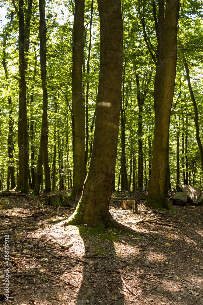 Summer in the forest, Slovakia Summer in the forest, Slovakia