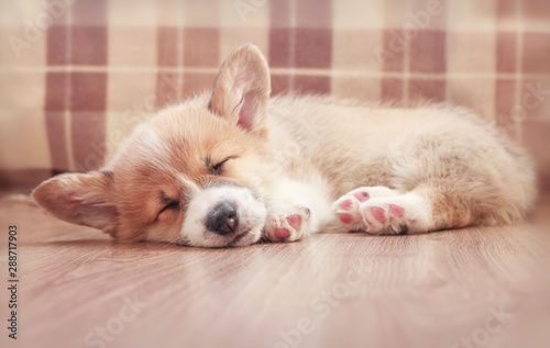 cute little puppy dog Corgi sleeping sweetly on the floor with his eyes closed and his legs stretched out