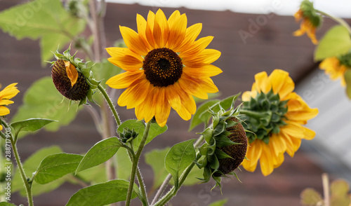 (Helianthus annuus) Gelb bis orangerot Sonnenblumen. Auffälligen Färbung der Blütenblätter photo