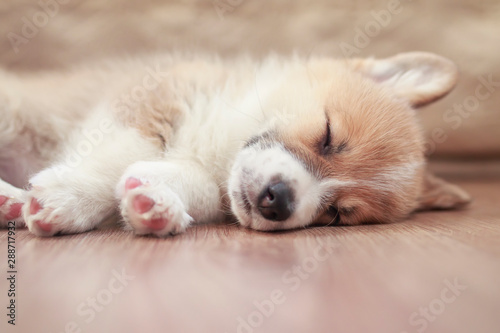 cute little puppy Corgi dog sleeping sweetly on the wooden floor with closed eyes and stretched legs