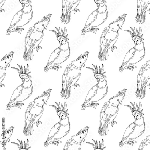Vector Sky bird cockatoo in a wildlife. Black and white engraved ink art. Seamless background pattern.