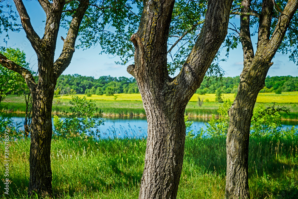 Summer Landscape Summer Landscape