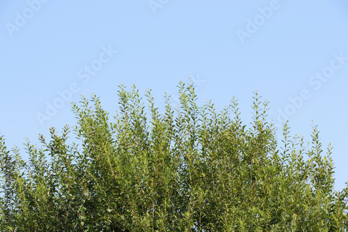 Green tree tops against a clear blue sky