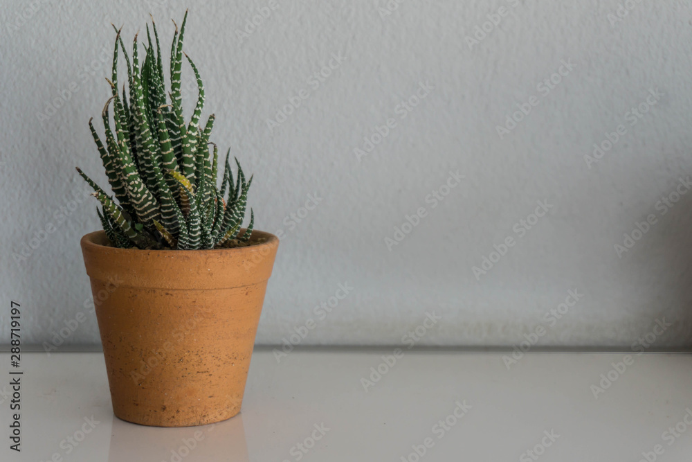 Different cactus plants in flowerpot. Selective focus. Different cactus plants in flowerpot. Selective focus.