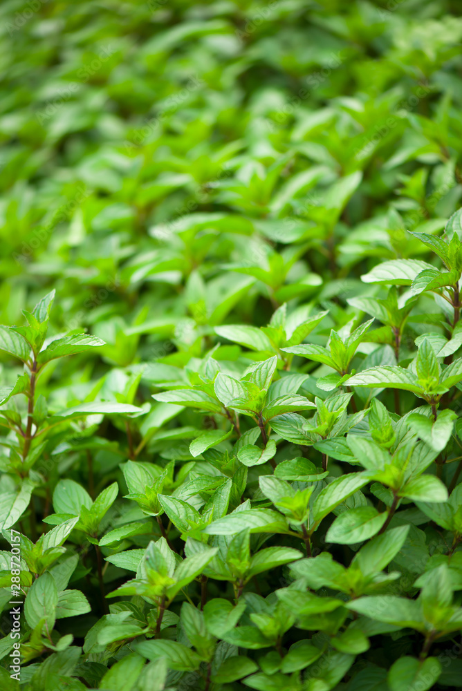 Mint plant grow at the vegetable garden Mint plant grow at the vegetable garden