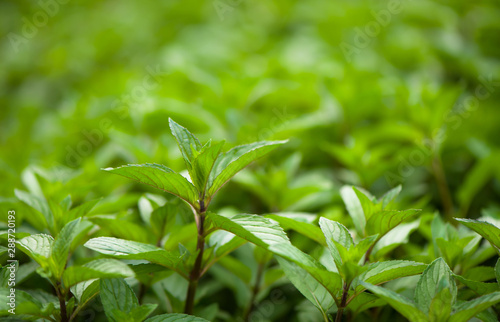 Mint plant grow at the vegetable garden