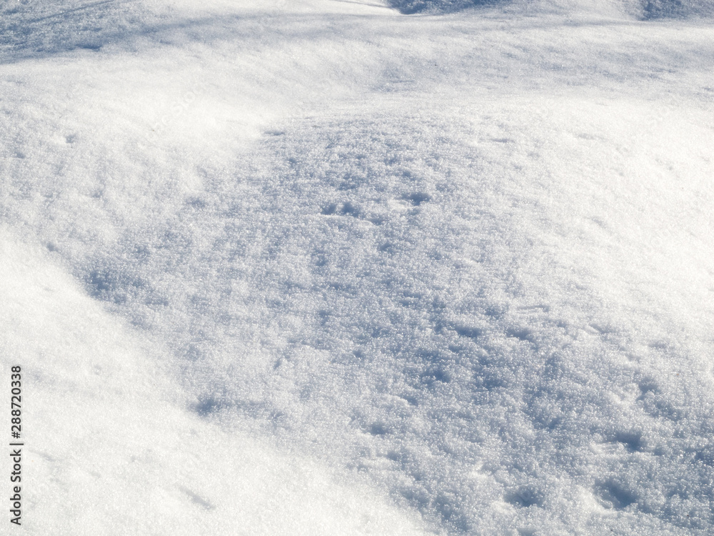 Snow in the winter in the forest