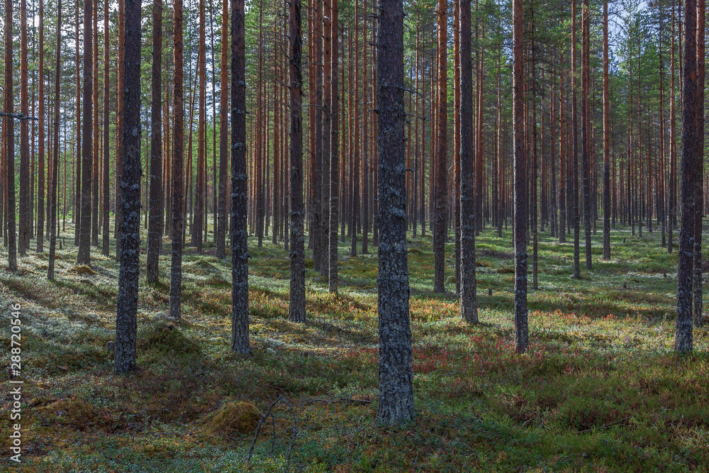 Nordic pine forest in evening light, municipality of Vaala in Kainuu, Finland