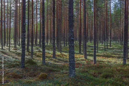 Nordic pine forest in evening light  municipality of Vaala in Kainuu  Finland