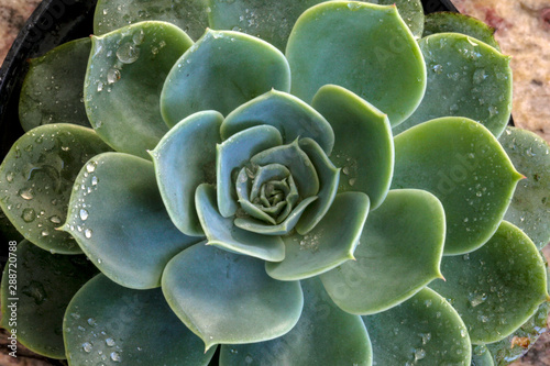 Succulents in macro detail. Indoor gardening.