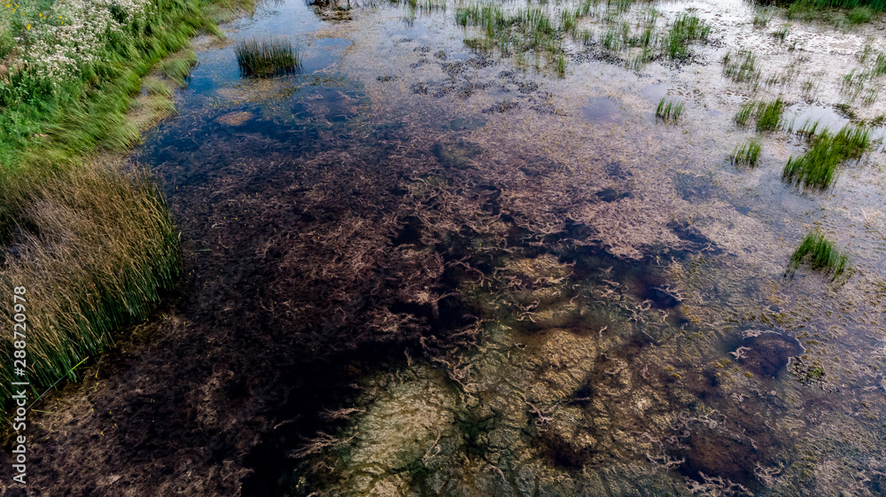 Nebraska wetland and livestock pond with moss and algae.