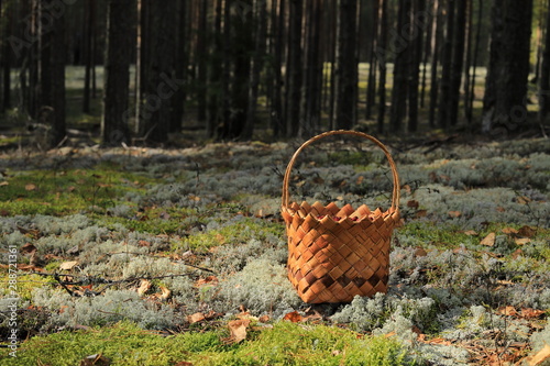 A basket with lingonberry berries stands in a clearing in the forest. Autumn Harvest