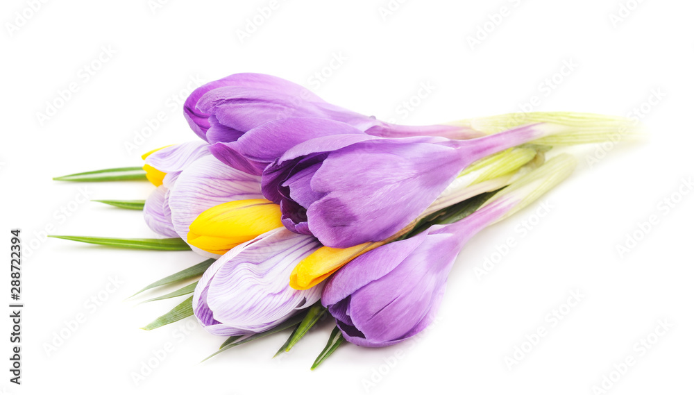 Blue bouquet of crocuses. Blue bouquet of crocuses.