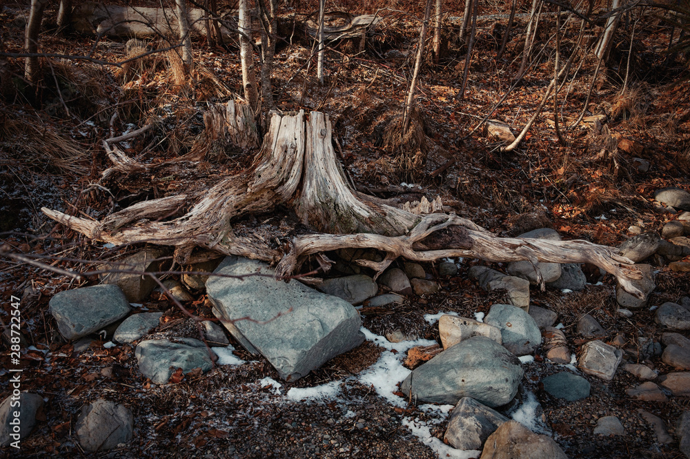 Fototapeta premium Tree stump