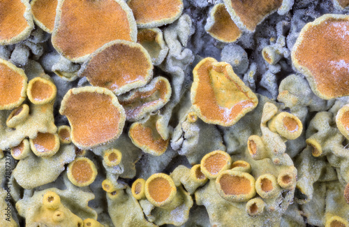 orange lichen colony closeup background
