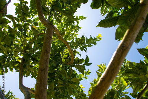 green leaves of tree © Luís Feliciano