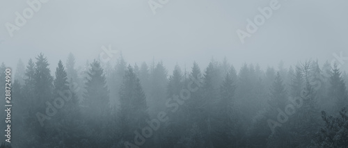 Foggy morning spruce forest at Carpathian mountains. Misty landscape with fir forest in hipster background style with copy space.