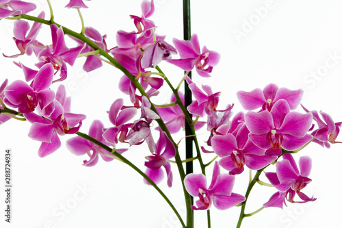 Fototapeta Naklejka Na Ścianę i Meble -  Orchideenzauber