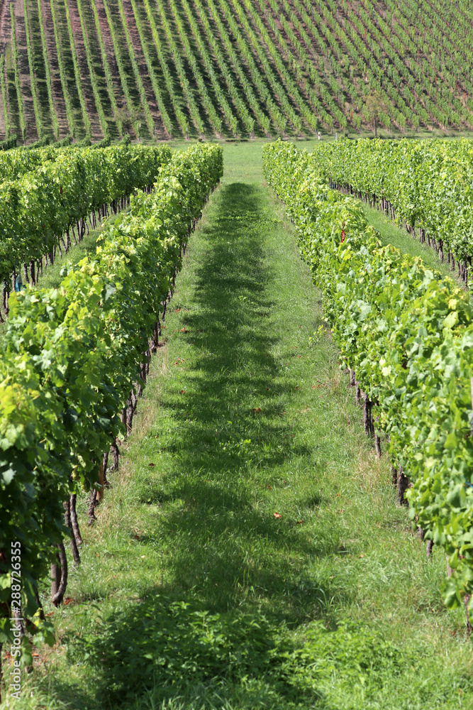 Une rangée de vigne luxembourgeoise Une rangée de vigne luxembourgeoise