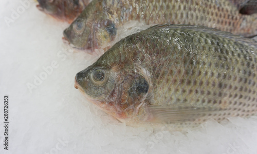 Fish raw on ice sold in supermarkets. Buy for cooking. food concept. Front view  copy space.
