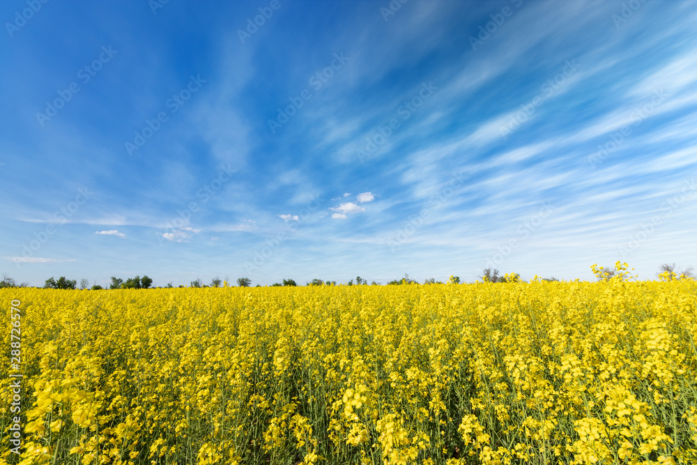 Obraz premium photo canola field / bright hot summer day landscape in nature