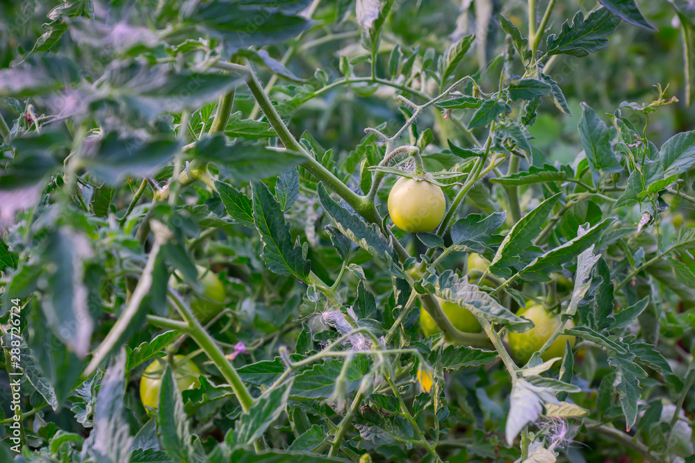 Summer garden green tomato